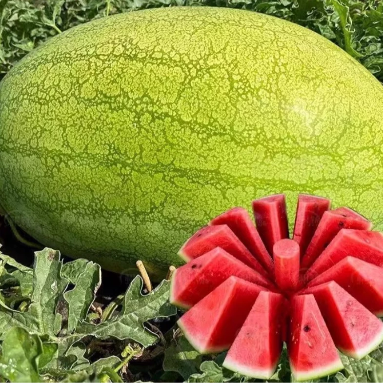 新红宝西瓜种子特大绿皮巨型懒汉西瓜种籽皮薄脆甜西爪种蔬菜种孑