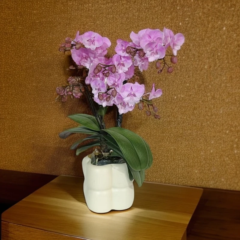 【禹城王子】粉色系蝴蝶兰室内种植观赏送礼带花发货