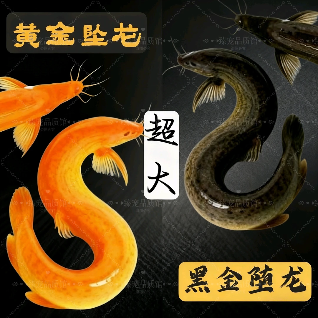 【超大】黄金泥鳅黑金泥鳅堕龙大翅膀中华泥鳅本土泥鳅灵宠堕龙认主