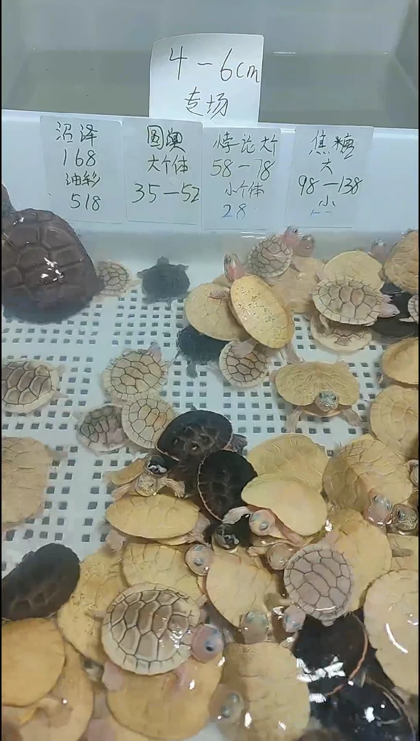 不分公母巴西彩龟宠物小龟，鱼缸首选，互动一流的可爱水宠