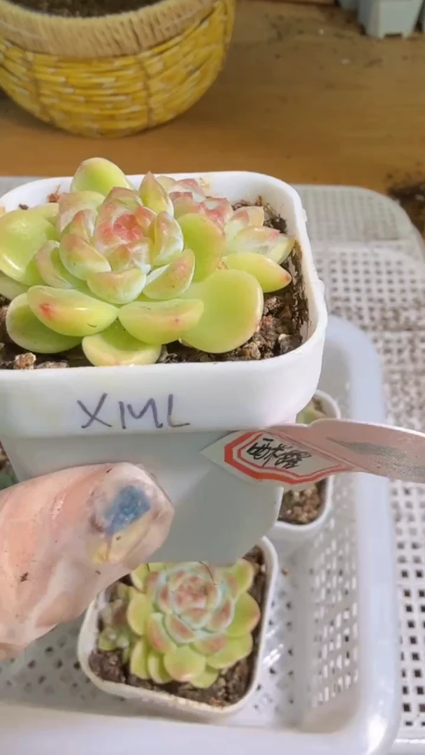 西米露五方一盆 单双混 量拍混发