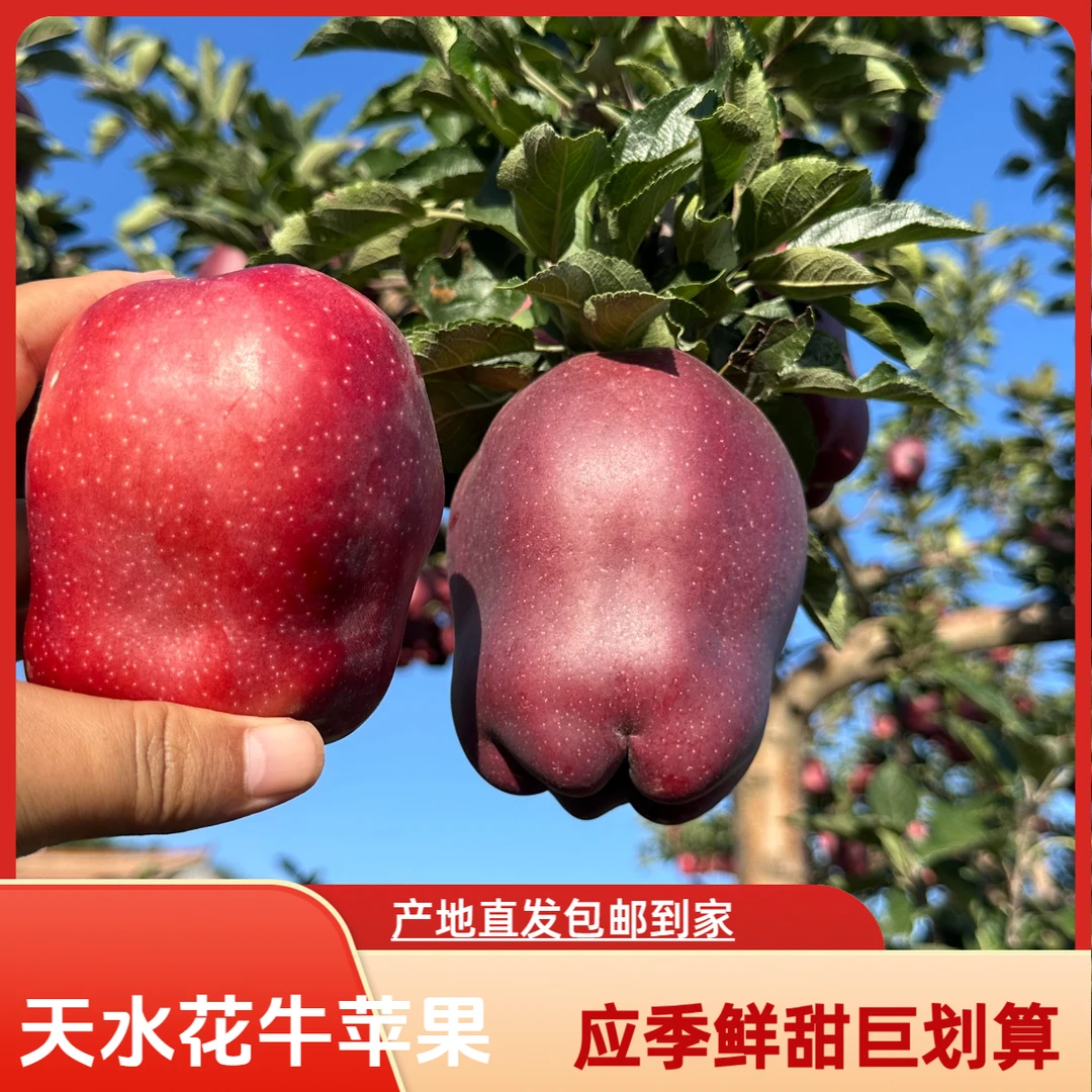 甘肃天水花牛苹果应季新鲜水果老人小孩可辅食放心吃