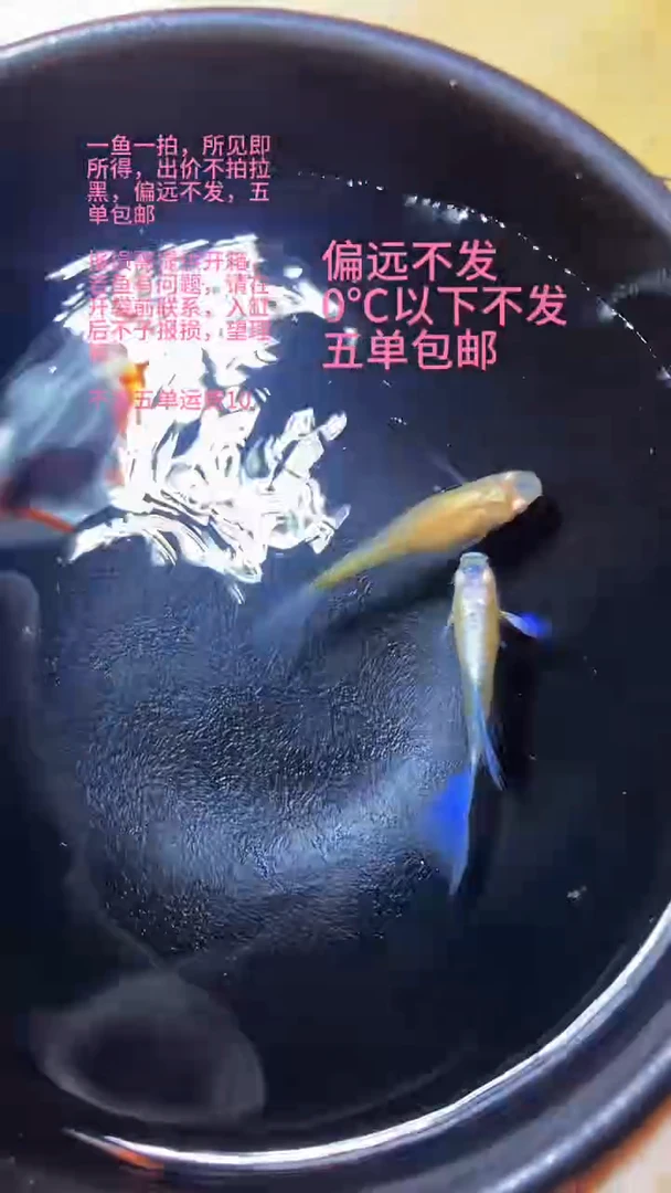 孔雀鱼孔雀鱼 23