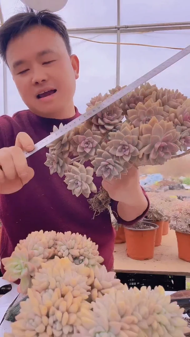 【闪购商品】缀化160