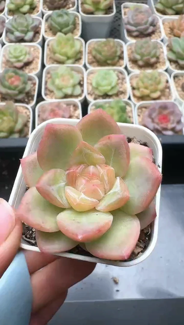 407D云禹多肉植物 带盆土纸巾打包 3颗包邮