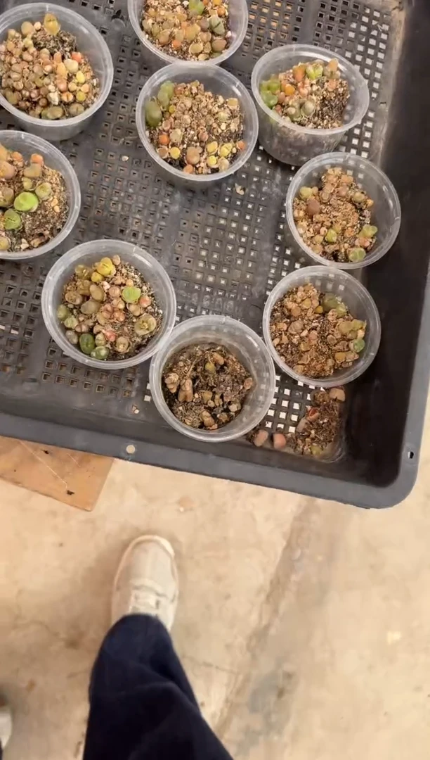 【闪购商品】6-3一盒