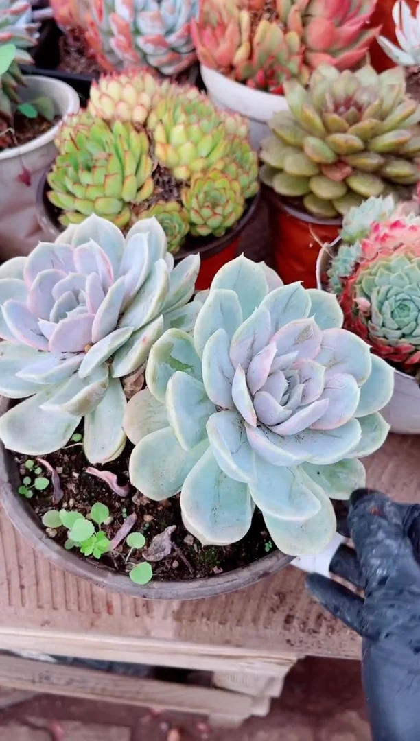 兰*10119多肉植物一物一拍