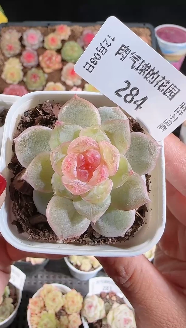 1208-284若梦多肉群生不包整