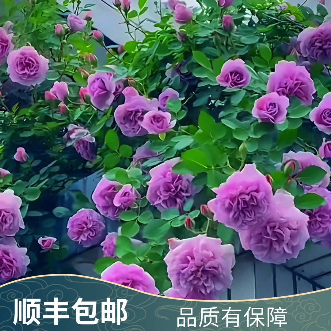 稀缺蓝色阴雨月季  大花重瓣浓香 多季开花庭园 爬藤蔷薇花欧月
