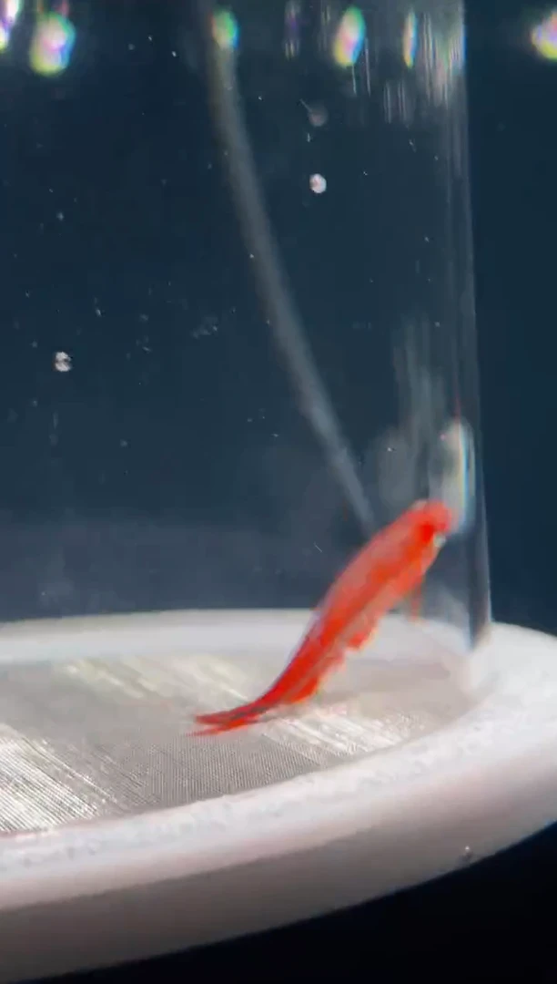 灯科鱼可**无23-19 红火蚁 3㎝左右 不包黑点 1条