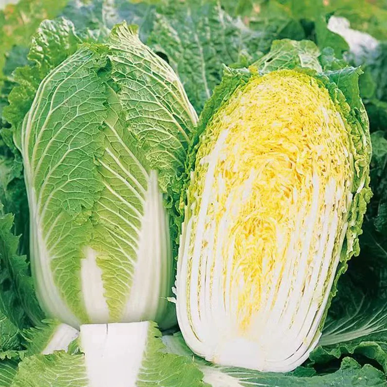 【精品】新鲜夏阳白菜 500g