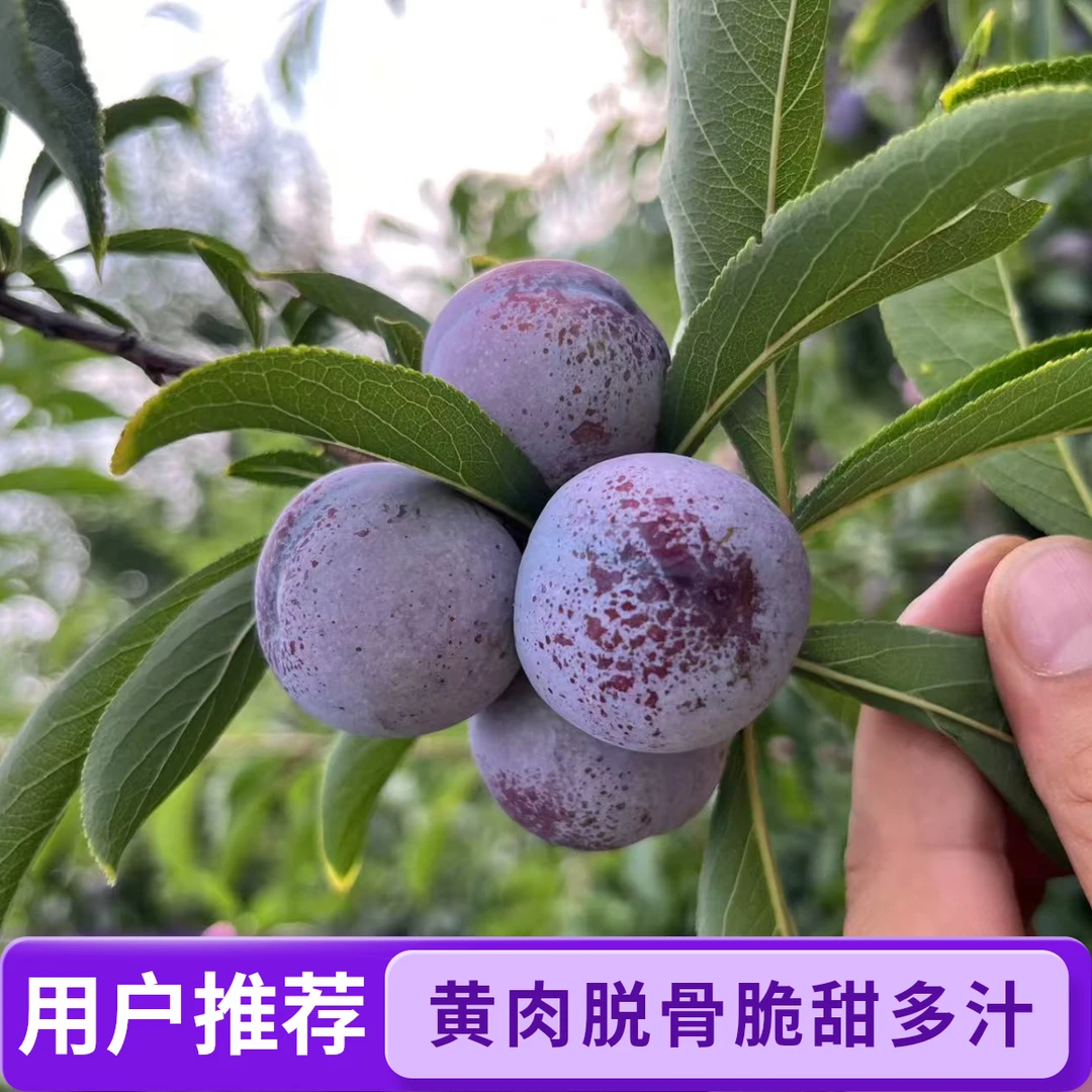 四川高山脱骨脆红李小脆红新鲜现摘应季水果黄肉脆甜多汁