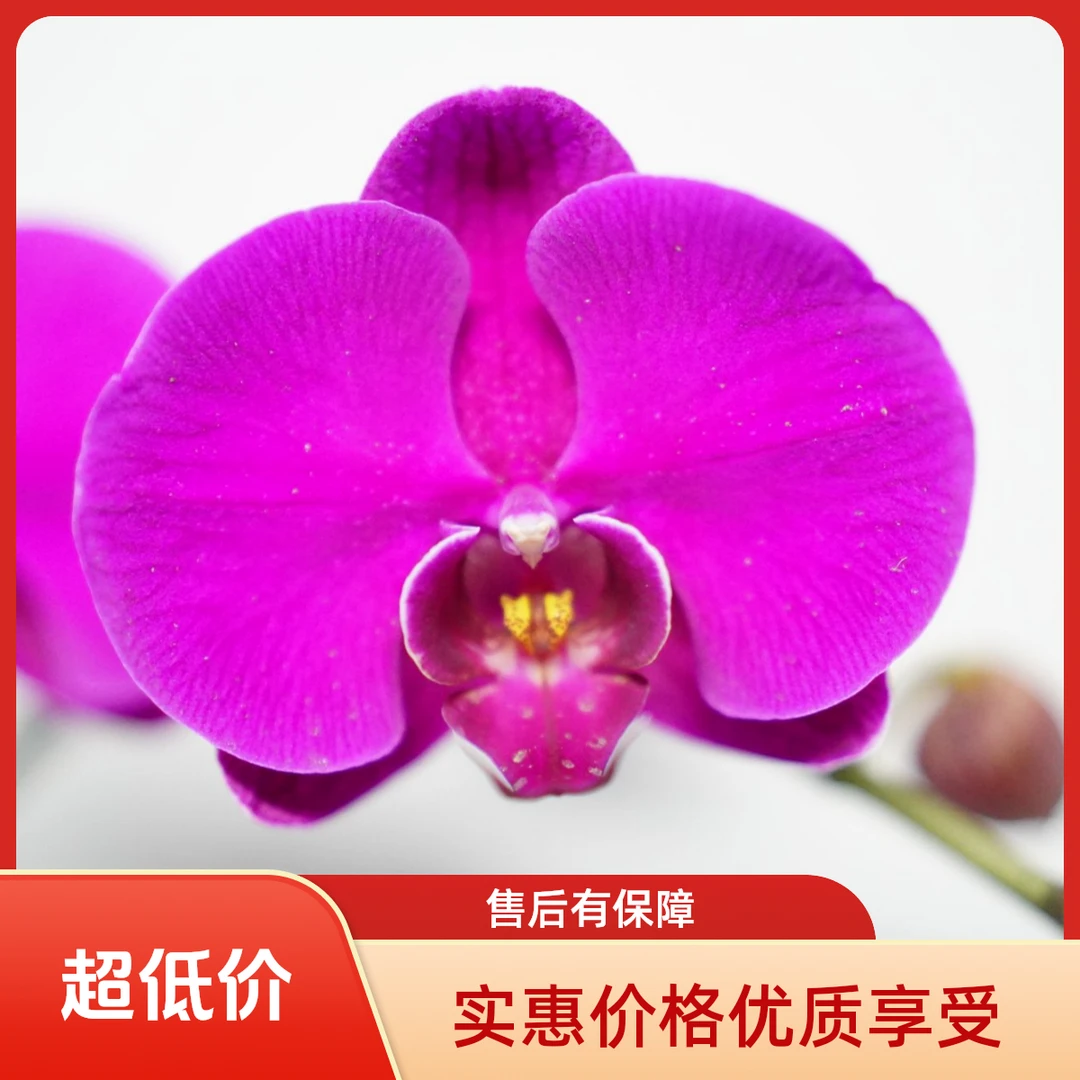 悠花里蝴蝶兰【大辣椒3.0寸）带花带花苞（叶片自然开裂）开花珠
