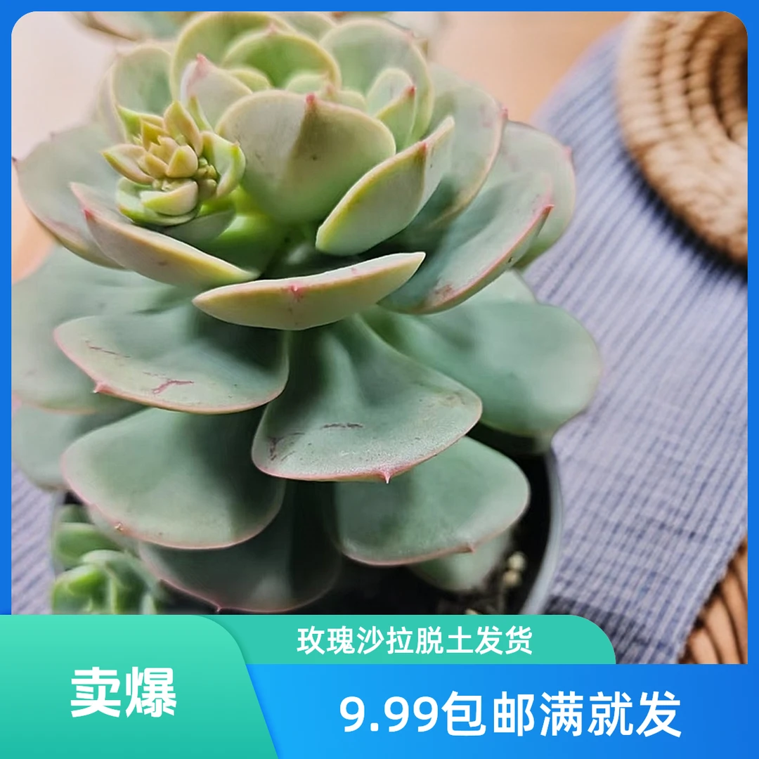 尼克沙拉玫瑰  脱土发货星花怒放 阳台 露台 办公室绿植植