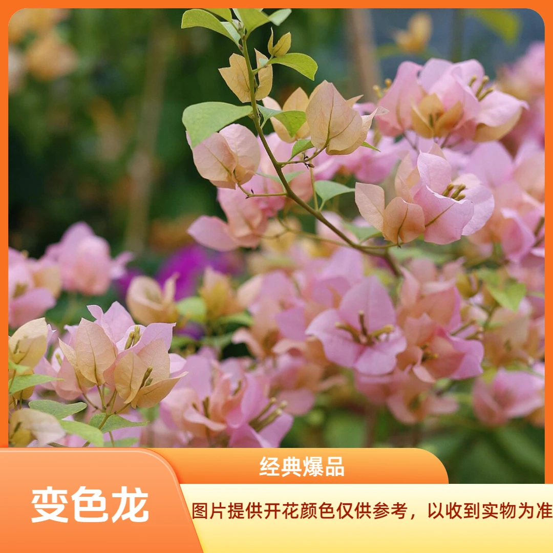 变色龙 三角梅袋苗 阳台庭院地栽盆栽绿植花卉