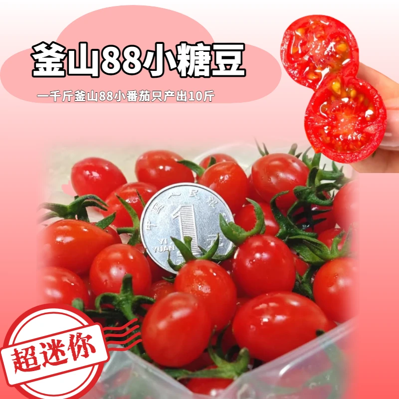 来自盐碱地釜山88小糖豆超稀有
