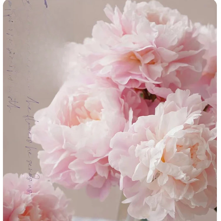 【丑小鸭】芍药鲜切花重瓣大芍药山东基地直发