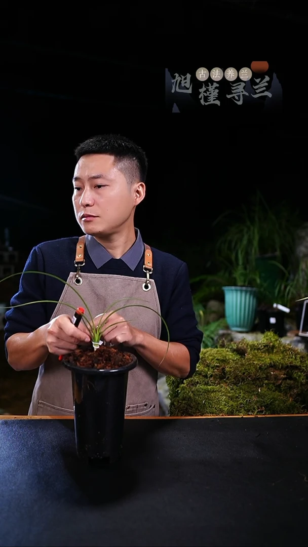 完全开放打****宇蕙兰-中透艺草（前垄苗），内部价，寄养