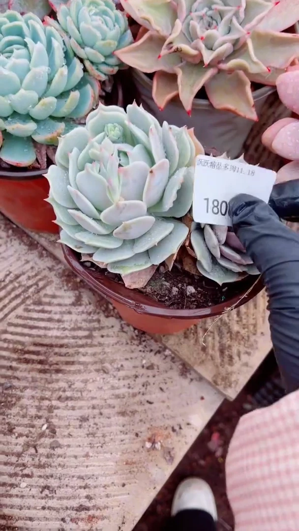 晒***花跃跃精品多肉18005