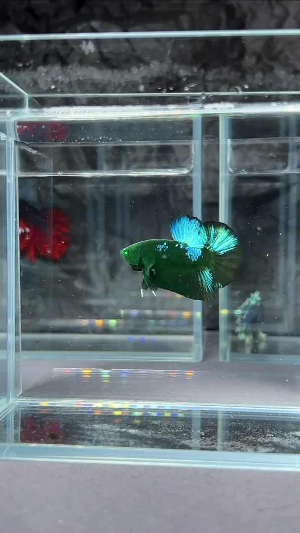 斗鱼精品印尼斗鱼竞拍27