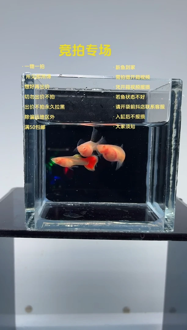 孔雀鱼火烧云玻璃绒球一公两母-1