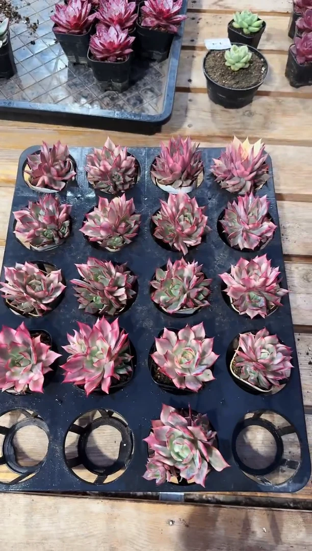 50#宝莲灯锦(4-6cm)脱土