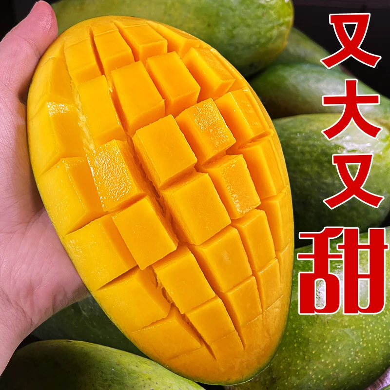 【催熟食用】正宗云南大青芒软糯香甜生熟两吃净重8.5斤单果500+