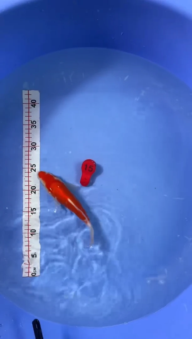 锦鲤活体二号链接