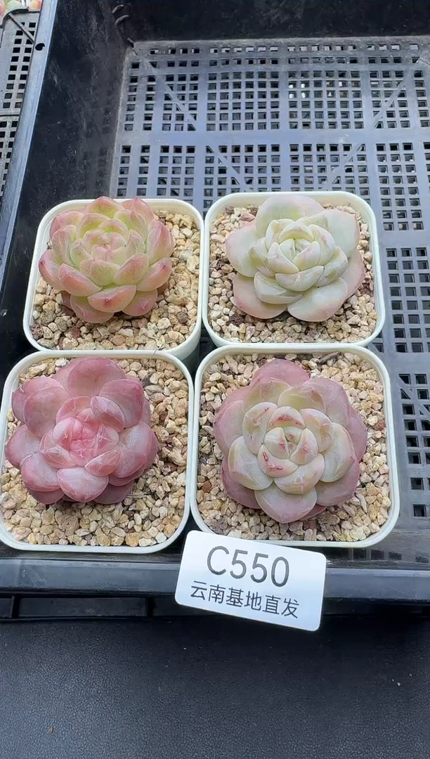 珍妮杂交多肉C550