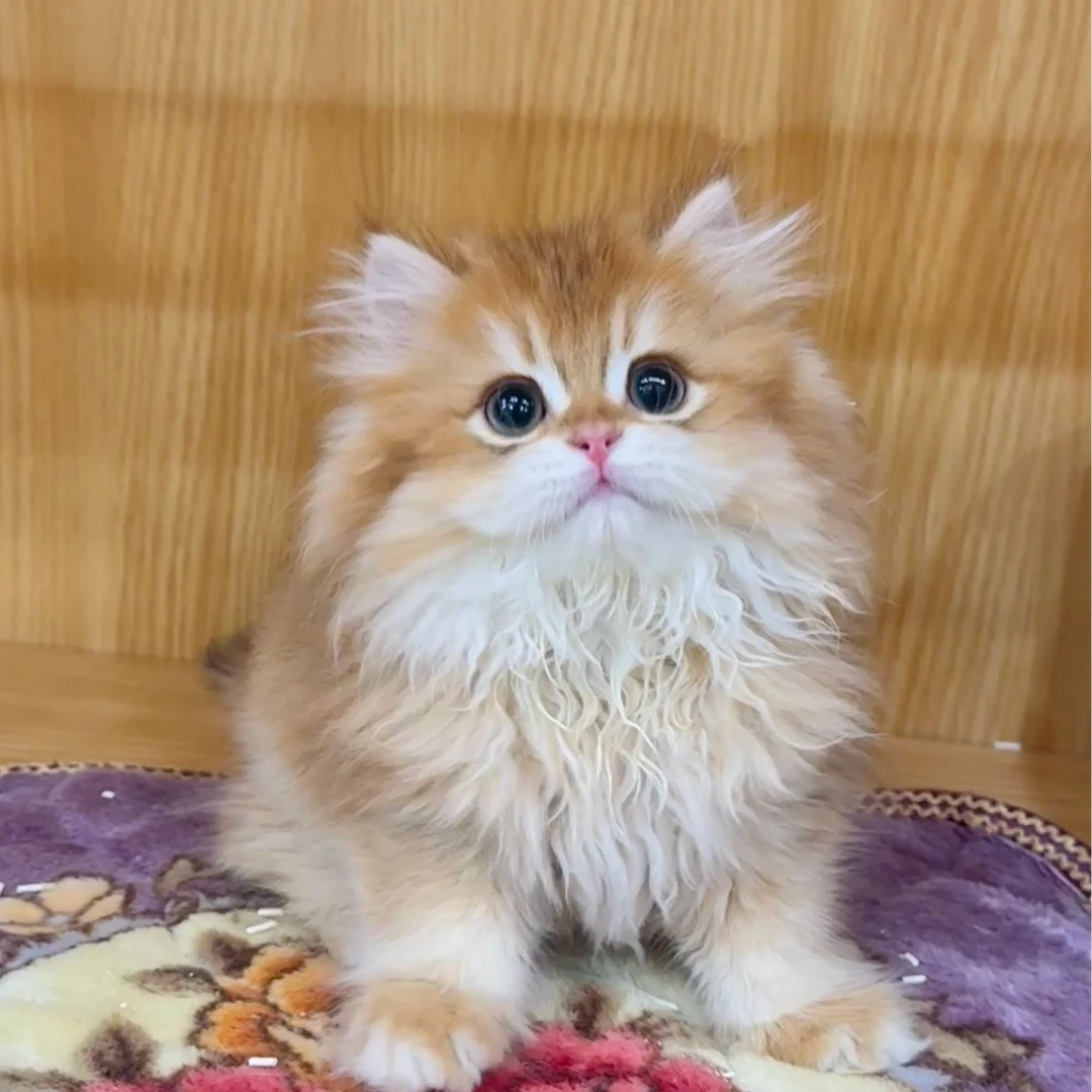 来了姊妹-金渐层英长猫 弟弟 J4