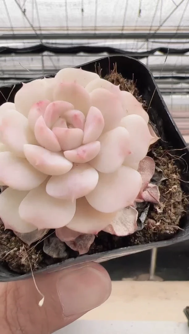 【闪购商品】月光玫瑰-8