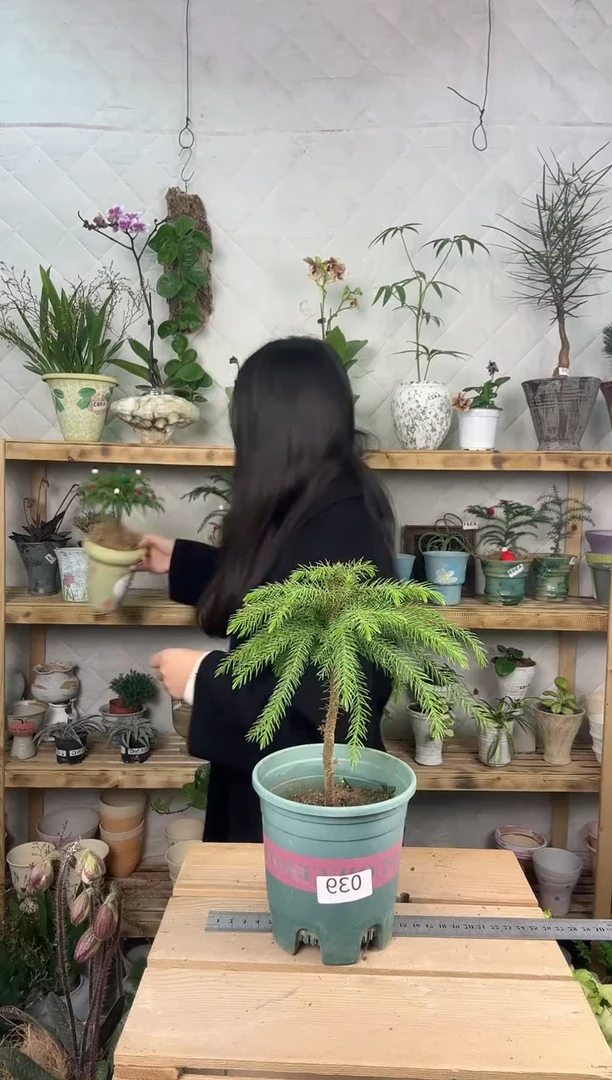 无花朵南洋杉育苗盆039