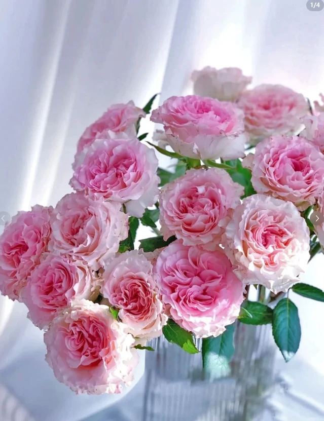 阿楠洛神10支+风铃+洋桔梗【同地址两单京东或顺丰】