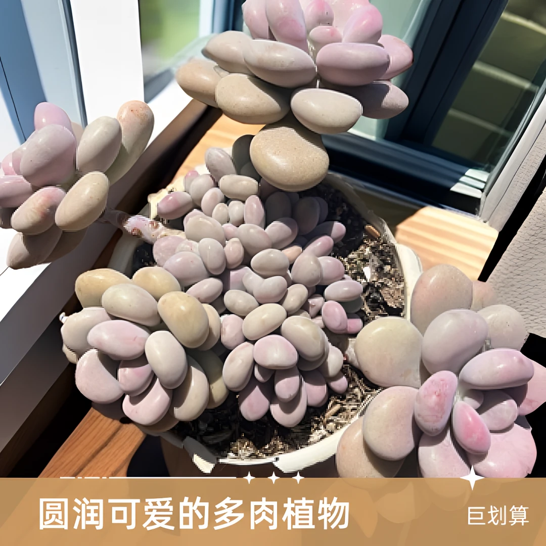 桃蛋多肉老桩圆叶基地批发整群多头美观室内大颗