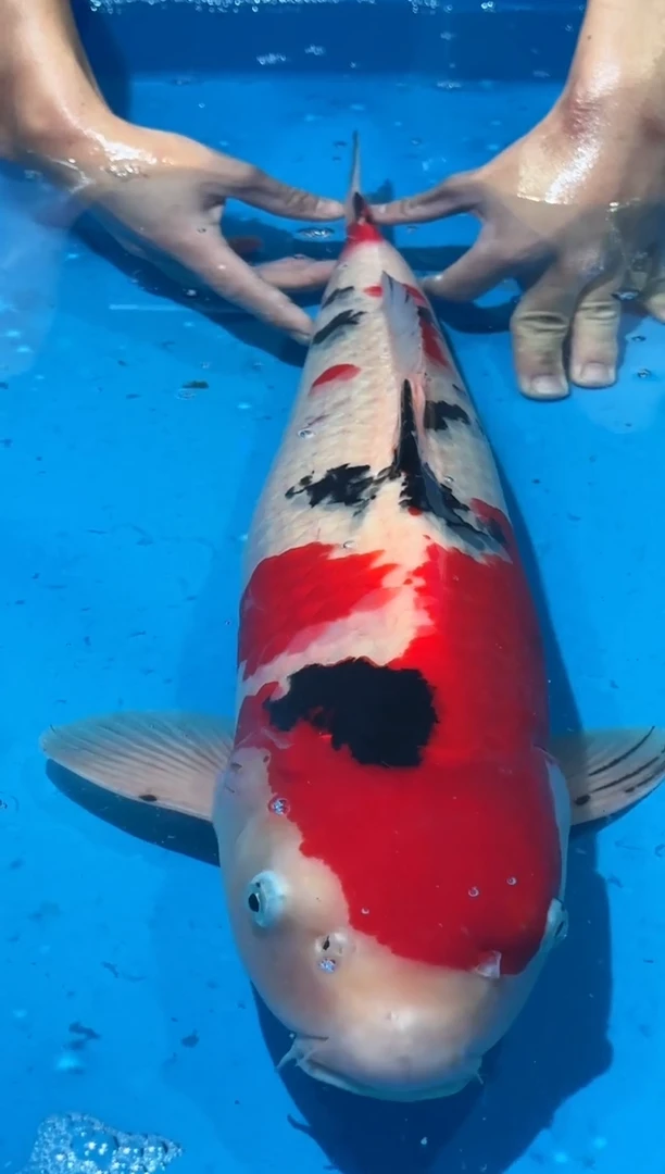 锦鲤佛山金隆锦鲤直播专用闪购链接，不支持7天无理由退货退款