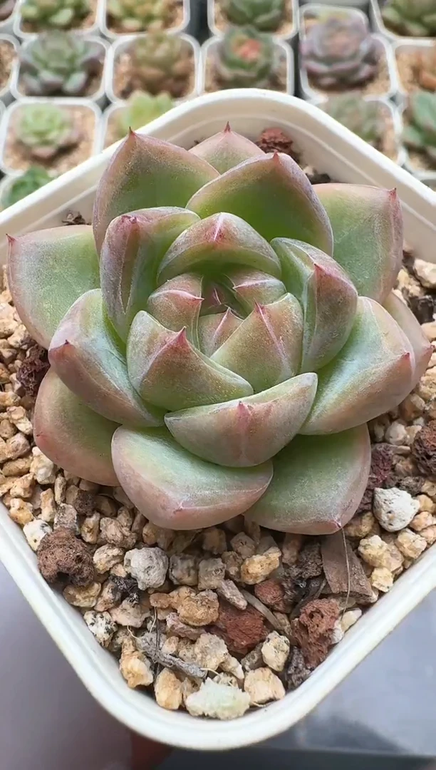 540D云禹多肉植物 带盆土纸巾打包 3颗包邮