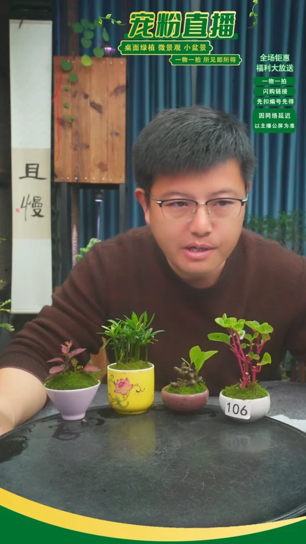 无花朵红***姜苔藓微景观106号