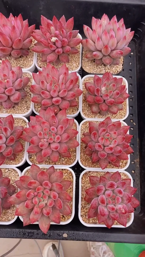 【闪购商品】A17-虞美人脱土发（量拍）