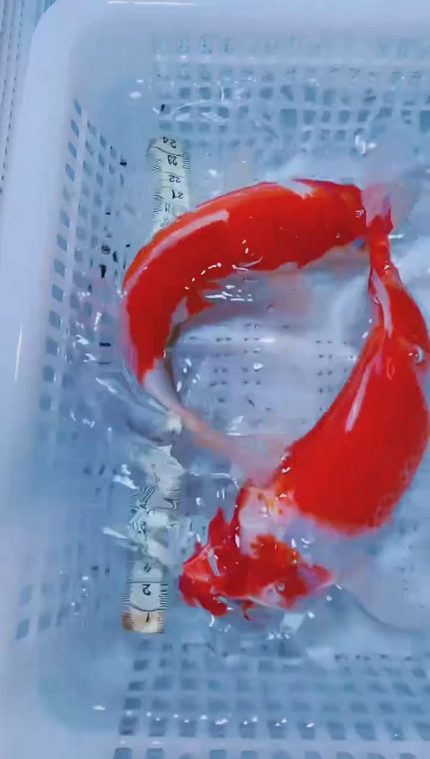 锦鲤血统锦鲤全场包邮2