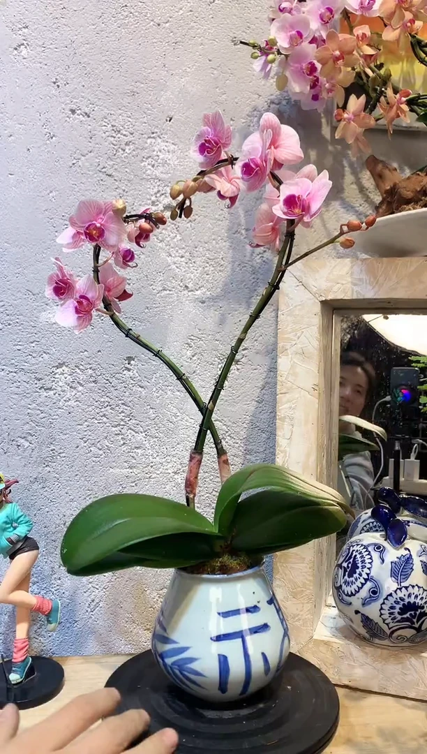 大部分花苞少量开放325蝴蝶兰一物一拍