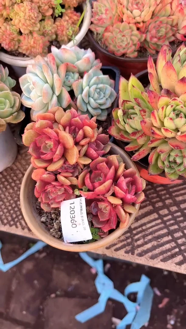 采* 多肉植物一物一拍20360