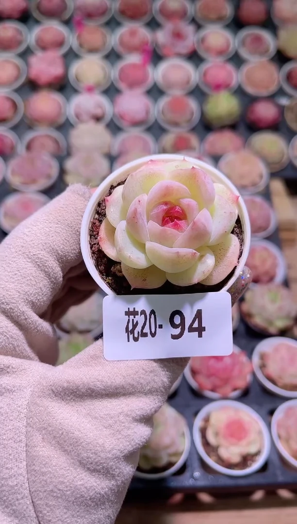 【闪购商品】20-94新品