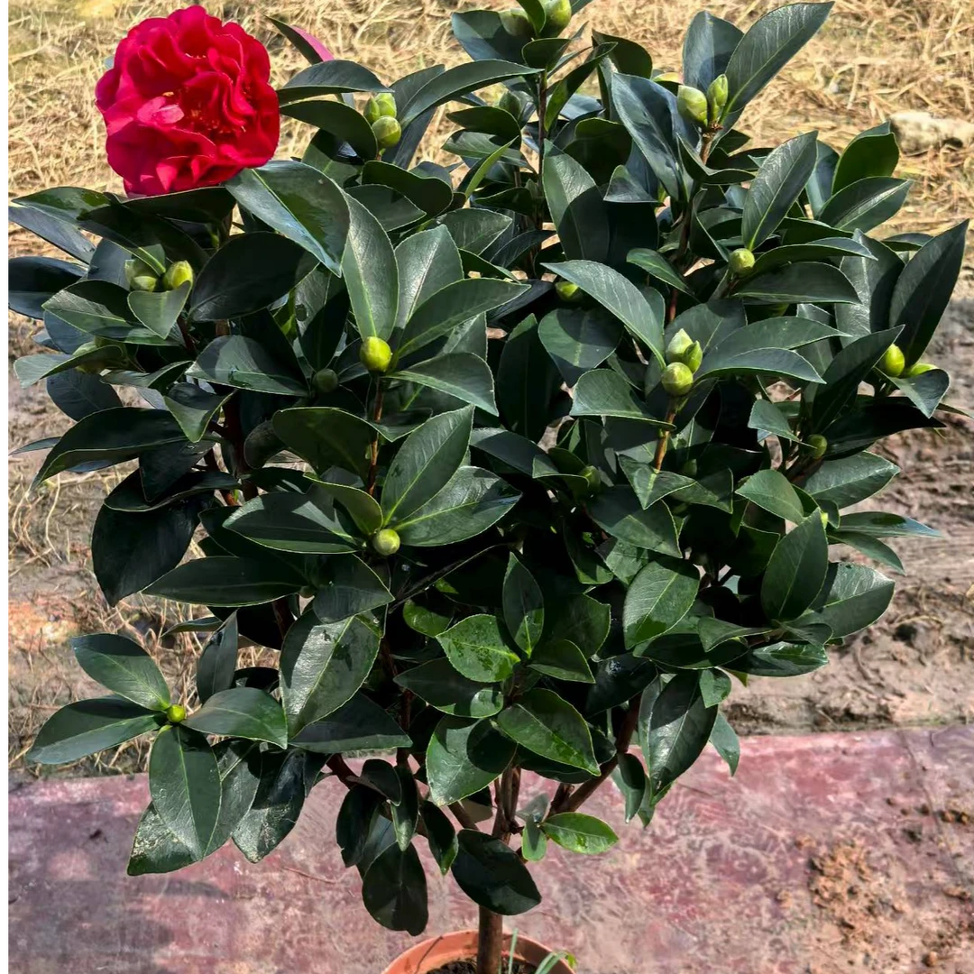 出口级 88四季茶花重瓣大红花四季开花原盆原土带花苞