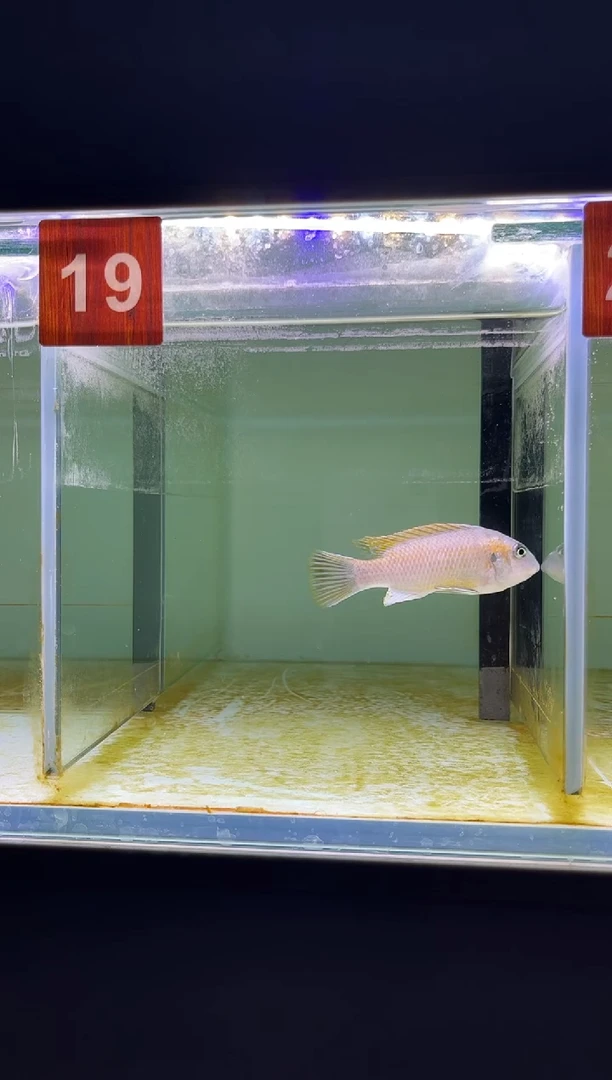 海水鱼三湖慈鲷人工