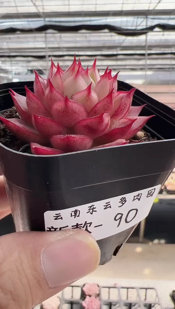 【闪购商品】新款多肉90