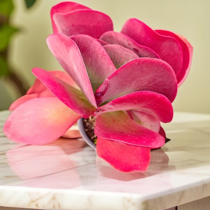 唐印150#KY 雪山多肉好看新手闭眼入阳台庭院一单