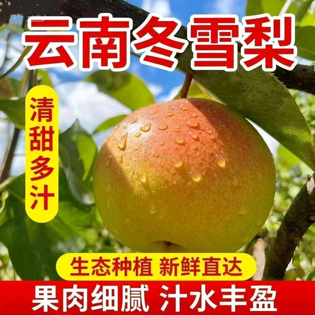 云南高山红雪梨新鲜现摘酸甜可口美味多汁冬雪梨