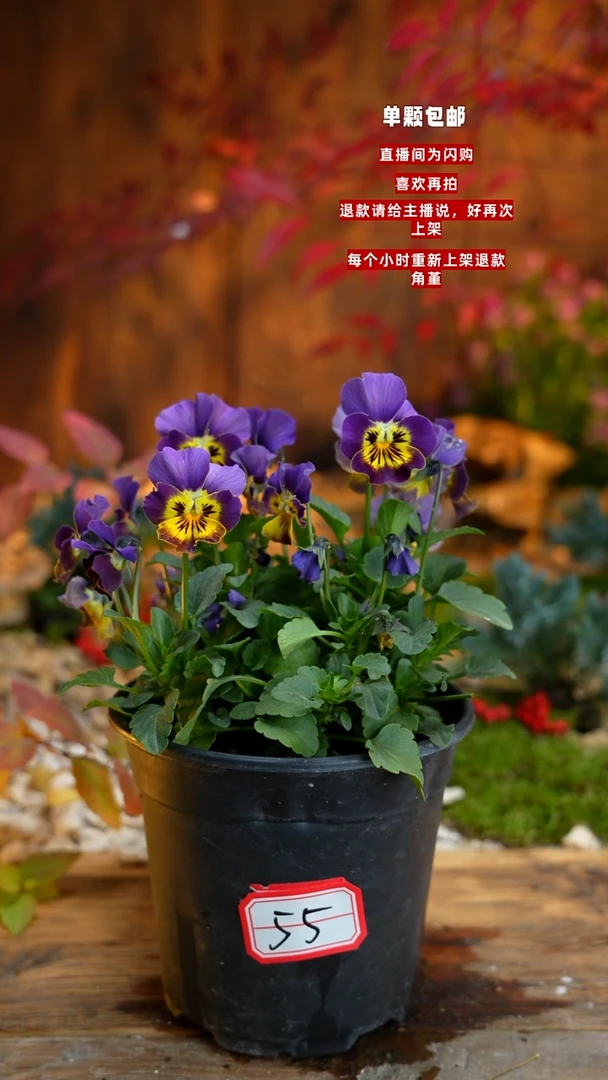 全部花朵存*罐00000055