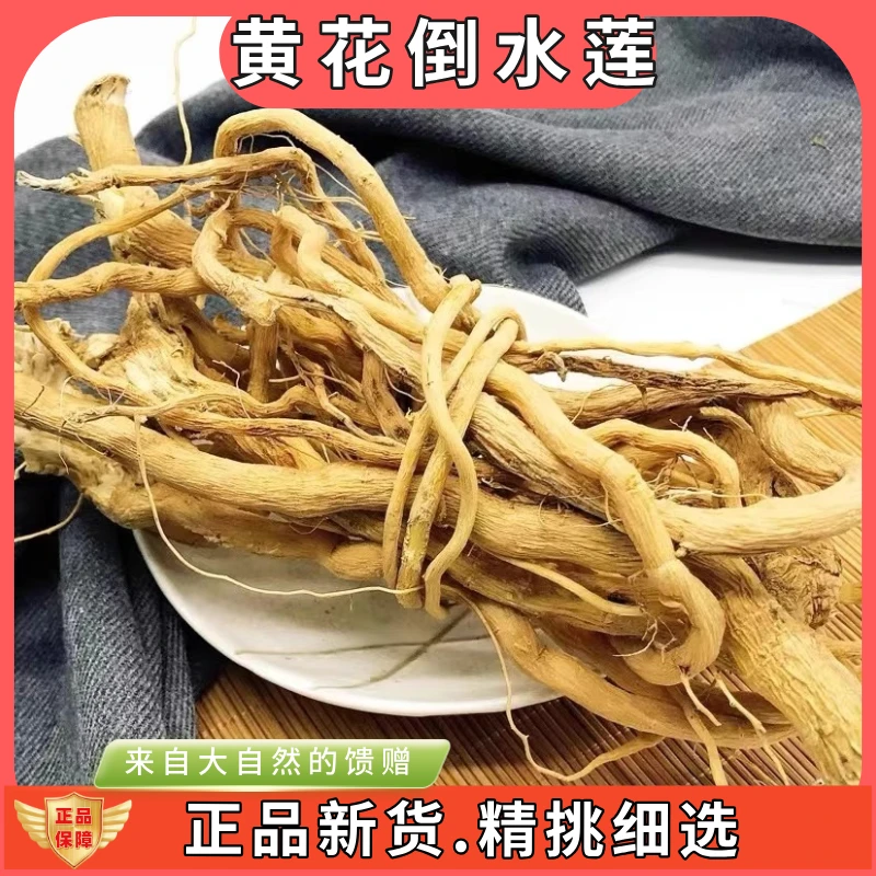 黄花倒水莲整根250g-1000g中药材当季黄花倒水莲黄花倒水莲罗布麻