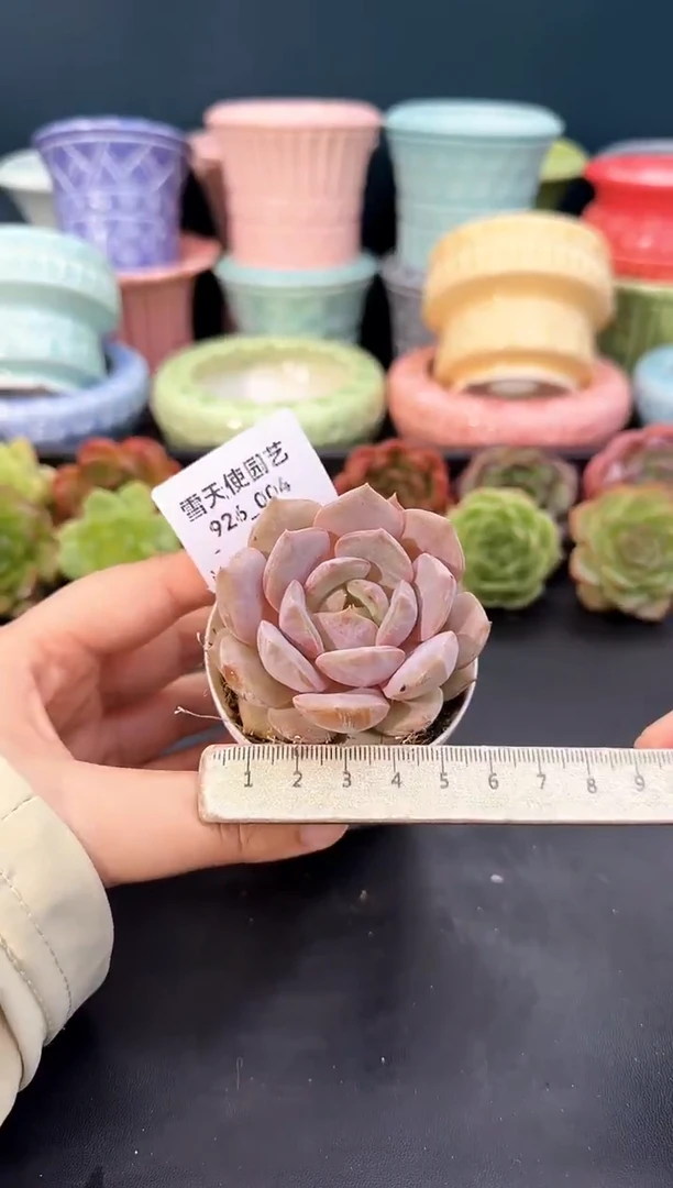 926-004青山（冠幅5cm）